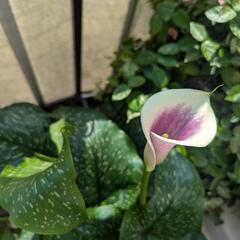 カラー　品種名　ピカソ　花色は紫に白の覆輪
