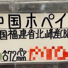 【完品即ブリペア】中国ホペイオオクワガタ
