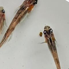 【値下げ】三色ラメみゆきの画像