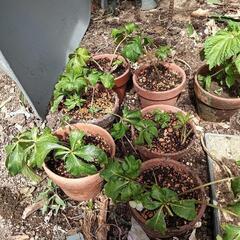 クリスマスローズの画像