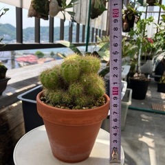 【値下げ】サボテン キンセイマルの画像
