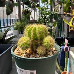 【値下げ】サボテン キンセイマルの画像