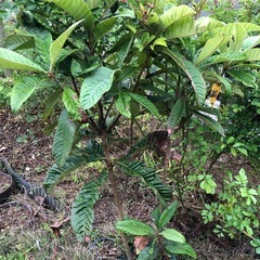 びわ苗木の画像