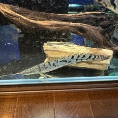 ポリプテルス3匹（オルナティピンニスとデルへジィ）の画像