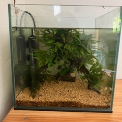 30cmキューブ水槽セット　プラティ　グラミー
