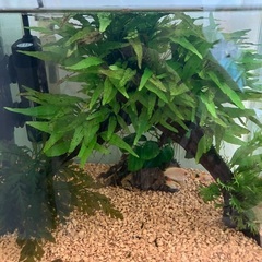 30cmキューブ水槽セット　プラティ　グラミーの画像