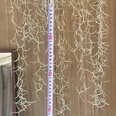 エアプランツ ウスネオイデスの画像