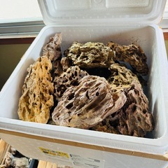 黄虎石　ADA