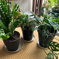 観葉植物3点セット