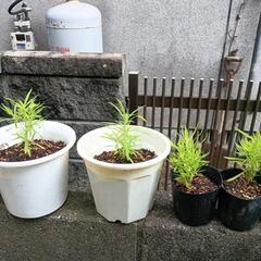コキア苗②