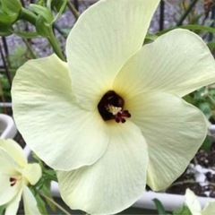 花オクラの種