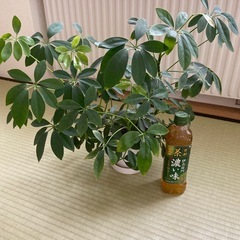 お話中　観葉植物　カポック