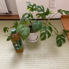 お話中　
観葉植物　ヒメモンステラ