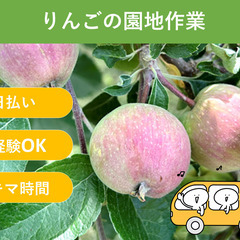 ＼日払い・1日OK！／初心者歓迎♪りんごの摘果作業