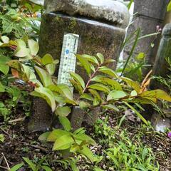 百日紅（さるすべり）苗