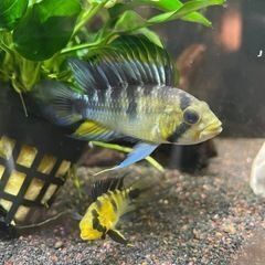 ☆アピストグラマ　ロシタエ　稚魚 ☆