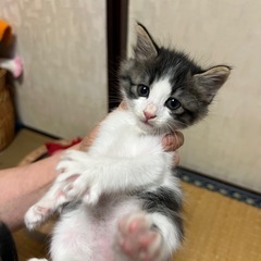 キジシロ女の子　里親募集中！