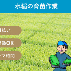 ＼日払い・1日OK！／もくもく作業！苗箱運搬作業！