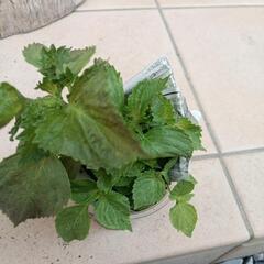 受付終了です青じその苗