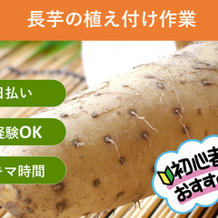 ＼日払い・1日OK！／もくもく作業！ながいもの植付作業