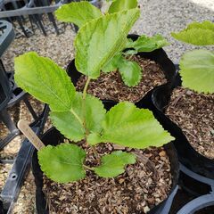 ホワイトマルベリー挿し木苗（ポット）の画像