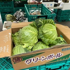 【在庫2玉】1番大きい3Lお得サイズのキャベツ入荷しました！✨
