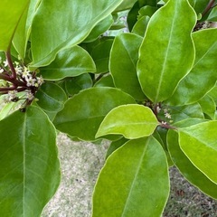 クロガネモチ　【庭木・植木】現地引き取り限定！元気な庭木をお譲りしますの画像
