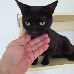里親募集中！短足マンチカンショートヘア♀ブラック