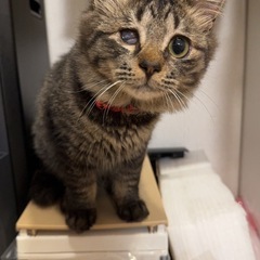 2匹の可愛い猫ちゃんです