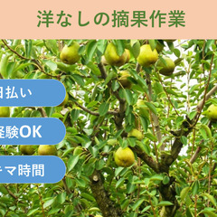 ＼日払い・1日OK！／誰でも簡単！西洋梨の摘果作業