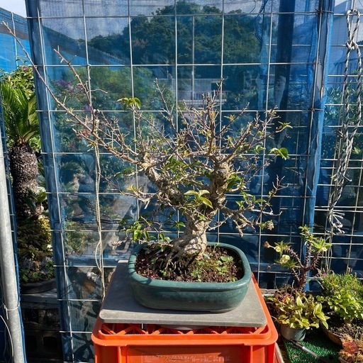 ブーゲンビリア