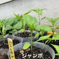 ジャンボピーマン苗　野菜苗