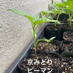 ピーマン苗　野菜苗