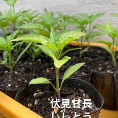 伏見甘長ししとう