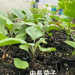 中長茄子　野菜苗
