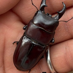 ダイトウヒラタクワガタ成虫ペア