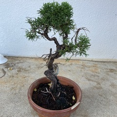 ハイネズの画像