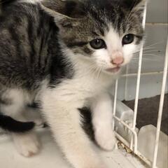 鼻白ハチワレ子猫ちゃん😺💖✨ - 猫