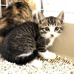 鼻白ハチワレ子猫ちゃん😺💖✨