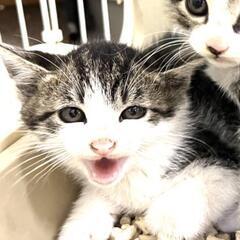 鼻白ハチワレ子猫ちゃん😺💖✨ - 姫路市