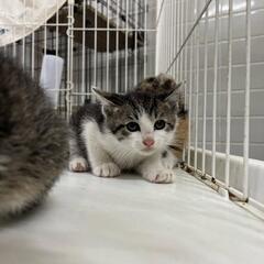 鼻白ハチワレ子猫ちゃん😺💖✨ - 里親募集