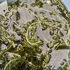 アナカリス　水草　メダカに！の画像