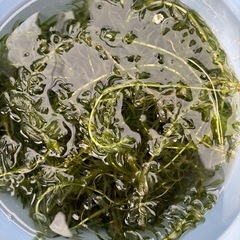 アナカリス　水草　メダカに！の画像