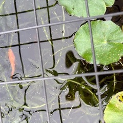 アナカリス　水草　メダカに！の画像