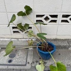 ツワブキ①の画像