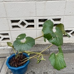 ツワブキ①の画像