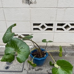 ツワブキ①の画像