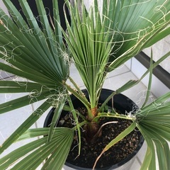 ワシントンヤシ　鉢付き　手渡し