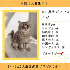里親募集中！ラガマフィン♂(⋈◍＞◡＜◍)。✧♡ 