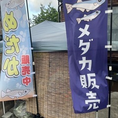 めだか